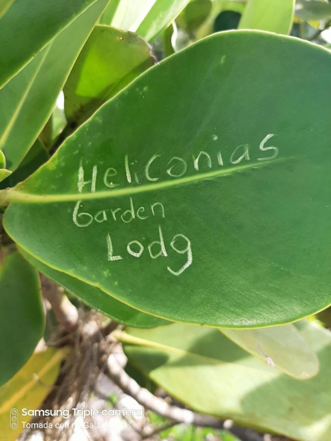 Garden Of Heliconias Lodge Drakes Bay 외부 사진